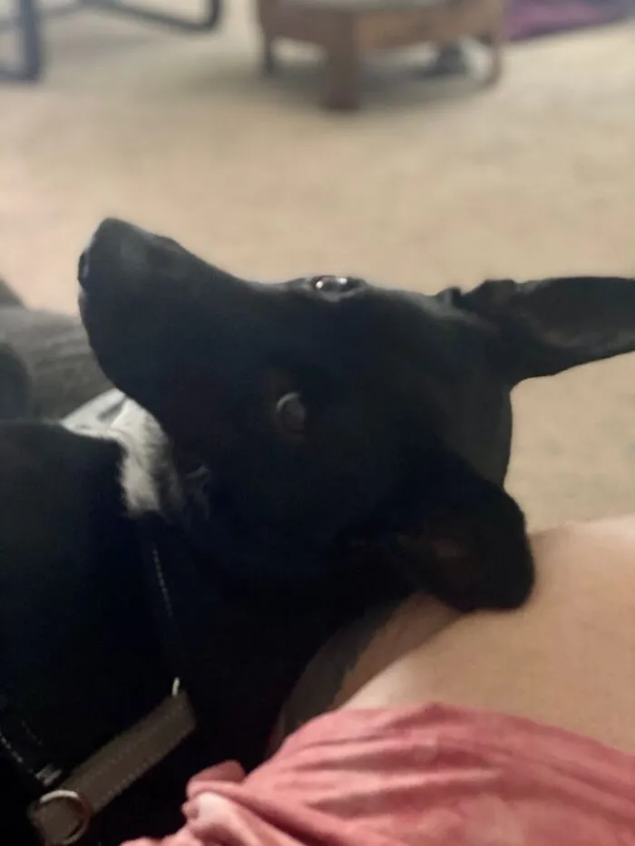 I Slightly Tried To Adjust While He Was Sleeping And Got This Snap Back Stare