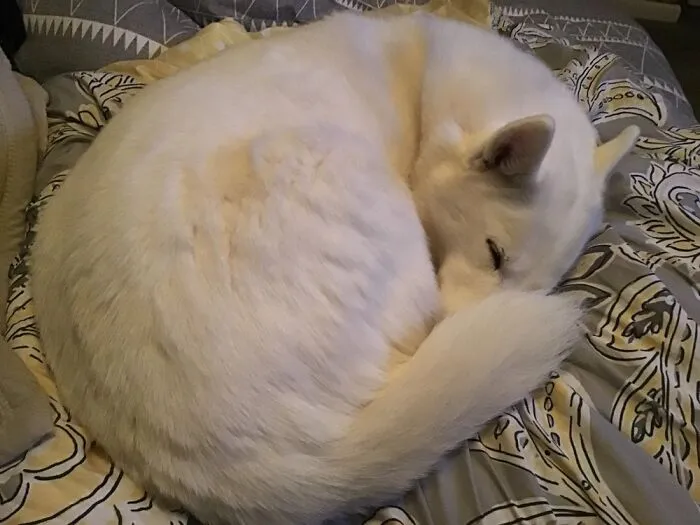 Like A Firefox