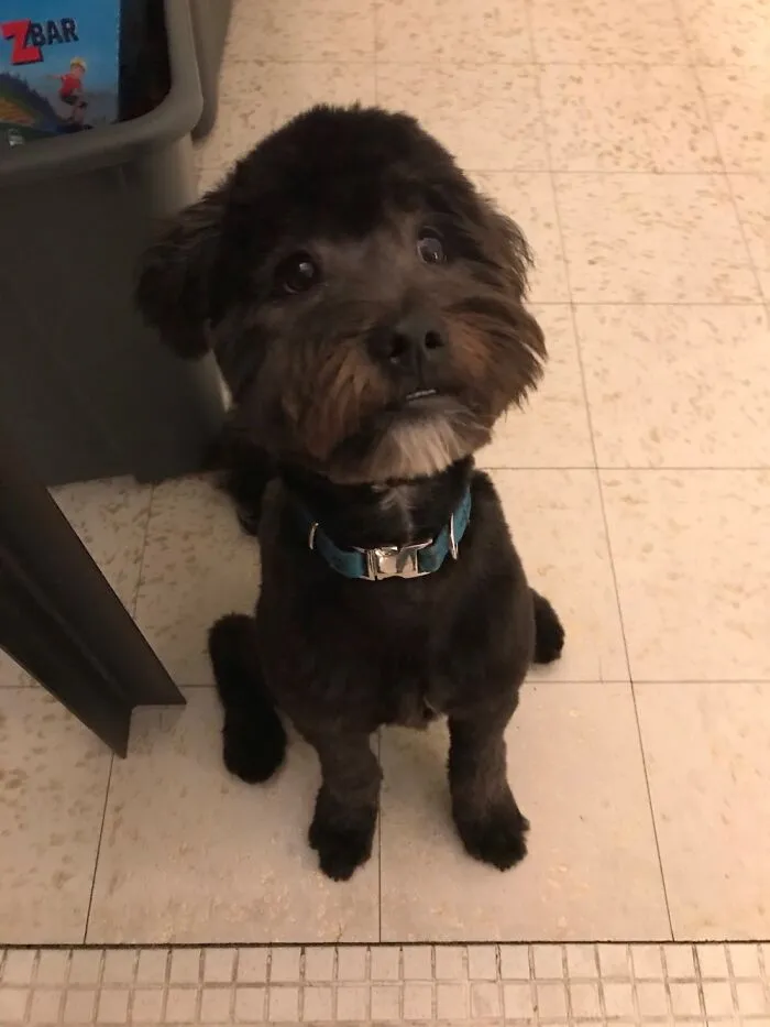 Lil White Beard And Brown Mustache :)