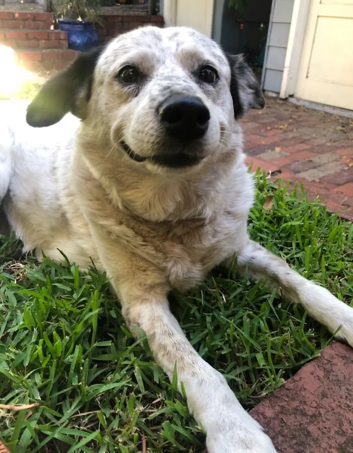 My 20 Year Old Pooch (He’s 22 Now)!