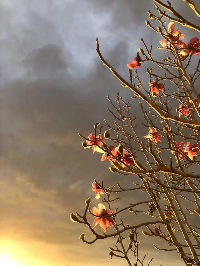 I Took This With An iPhone 8. It’s My Magnolia Tree At The End Of Winter.