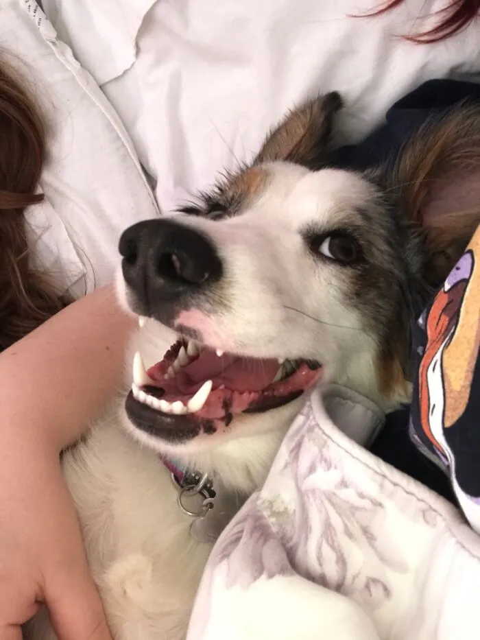 My Dog Is Crazy!