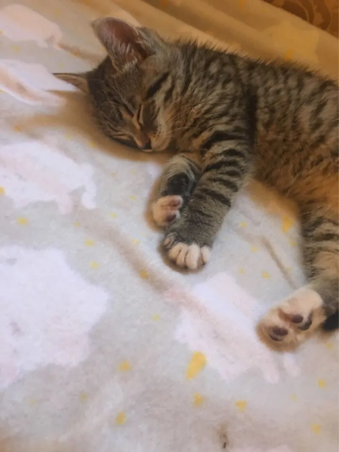 My Bff’s New Kitten
