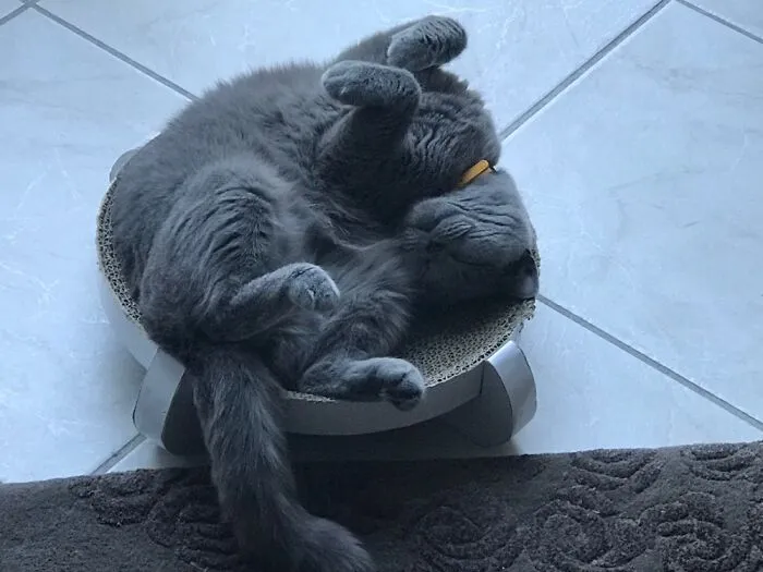 Percy Sleeping