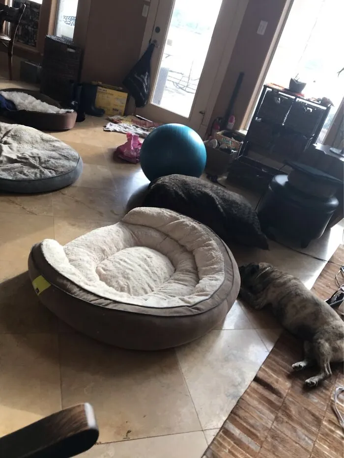 I Don't Know If This Counts But Here Is My Spoiled Dog