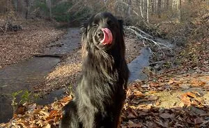 Hey Pandas, Post A Picture Of Your Dog In The Funniest Pose (Closed)