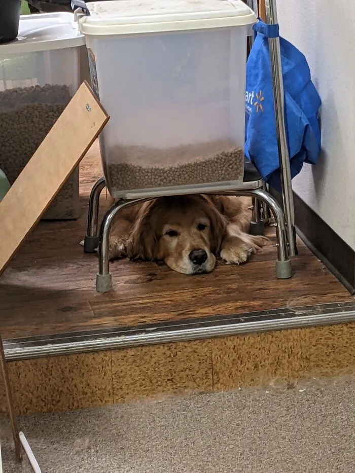 I Can Fit Under Here. I Is Not Too Big.