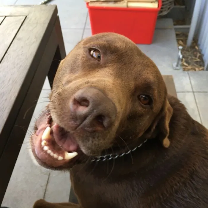 Derpy Nelly