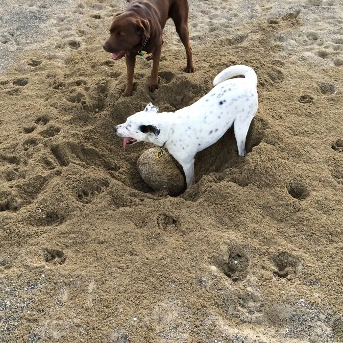 Sid Used To Think If He Dug All The Sand Away From Beach Rocks He’d Be Able To Pick Them Up