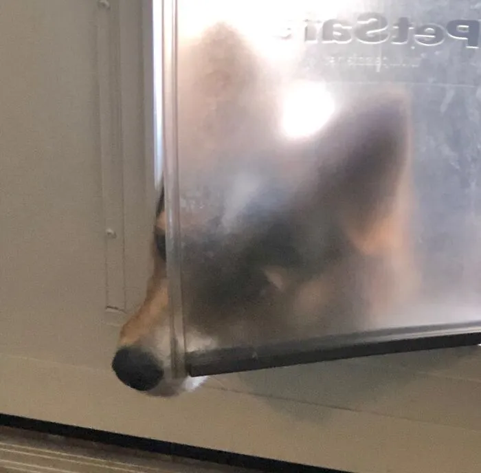 Scooter Scoping Out What’s Happening Inside