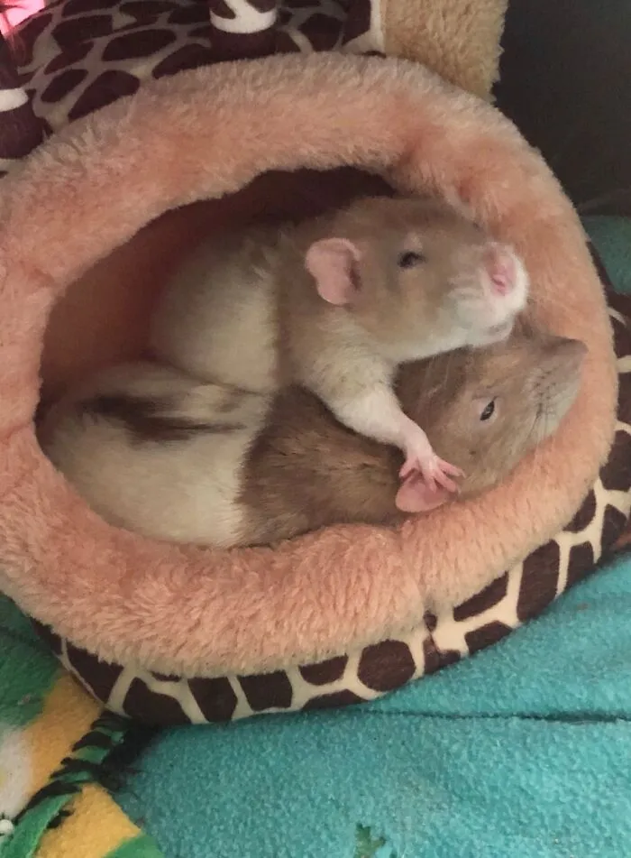 Napping Brothers