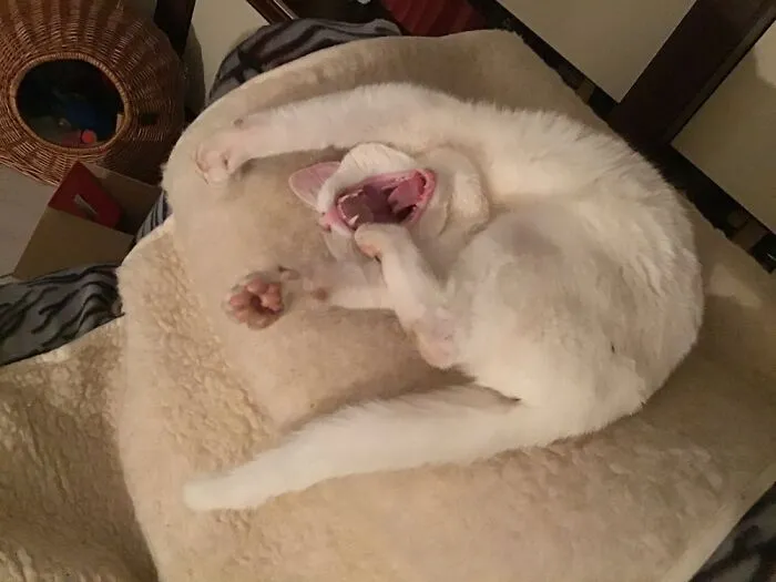 Good Yawning