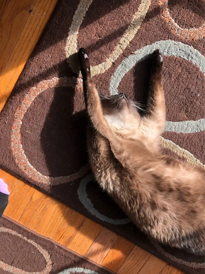 Sadie Signals A Touchdown