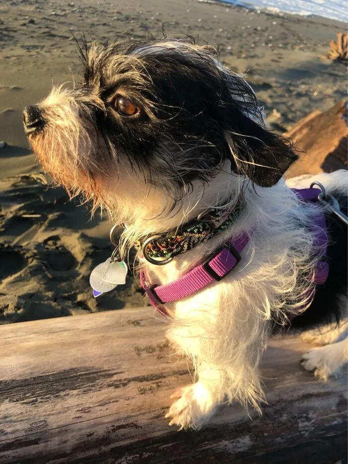 Harley From Eureka, California