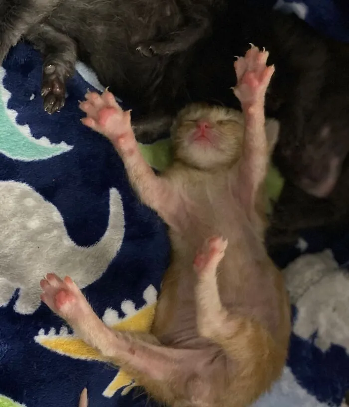 Sound Asleep.