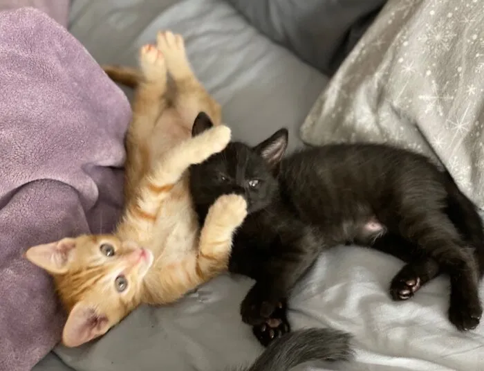 I Have A Kitten Rescue. Walking By And Seeing This Is Always Scary.