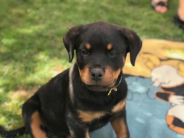 Sweet Lucky, 2 Months Old