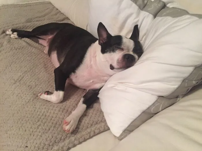 He Snoozes On Pillows Like A Little Hooman.