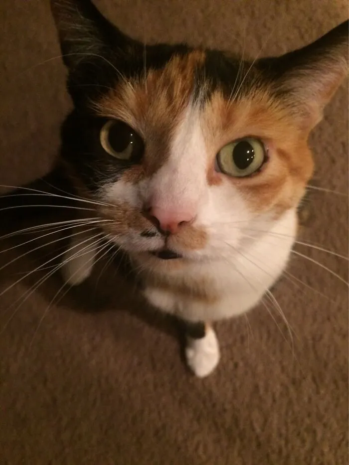 Pretty Kitty. Her Name Is Princess Bubbles