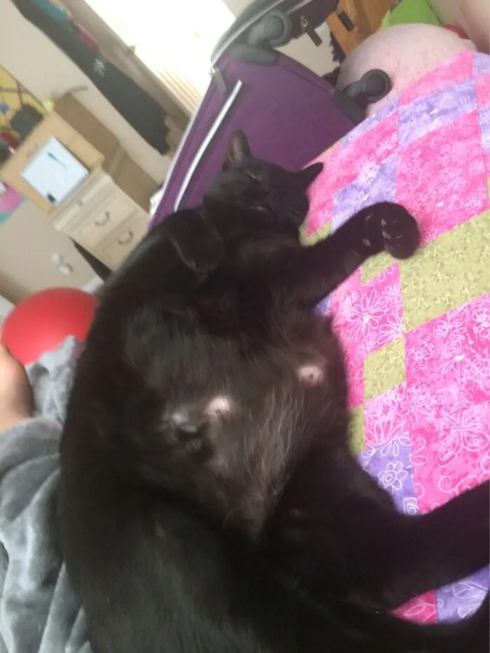 My Baby Luna The Fat Car.