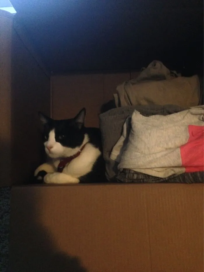Jack In A Box ( I Also Have A Jack In A Bag)