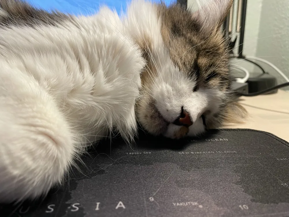 Cat And Wfh