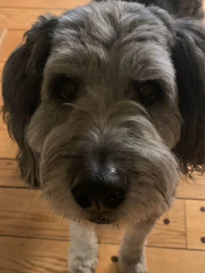 Face