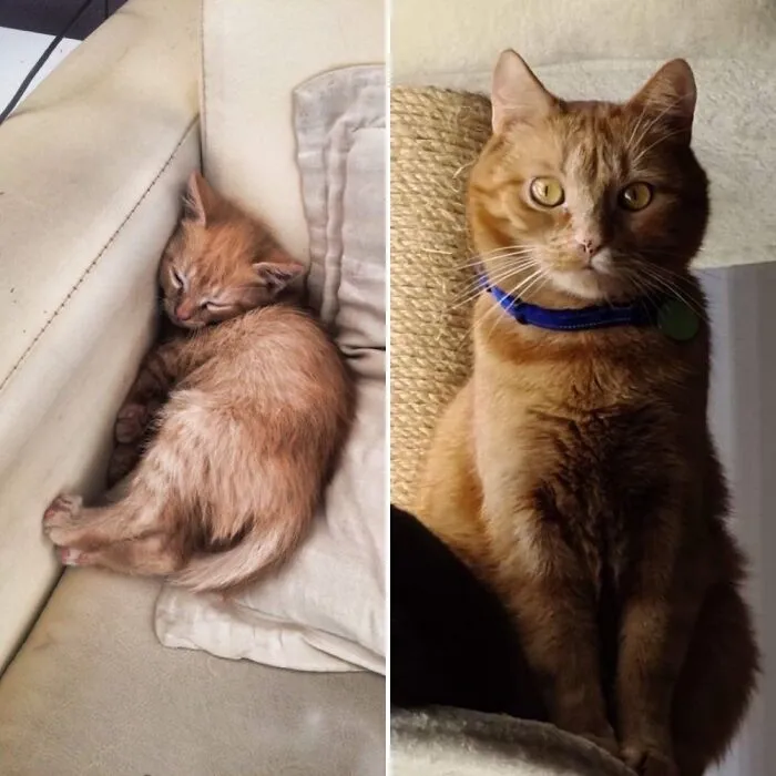 Hello, Hoomans, It Is I - Hektor, The Almighty ^^ 2 Months Old vs. 4 Years Old