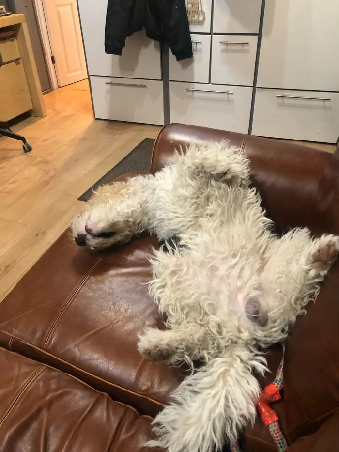 His Favourite Sleeping Position!
