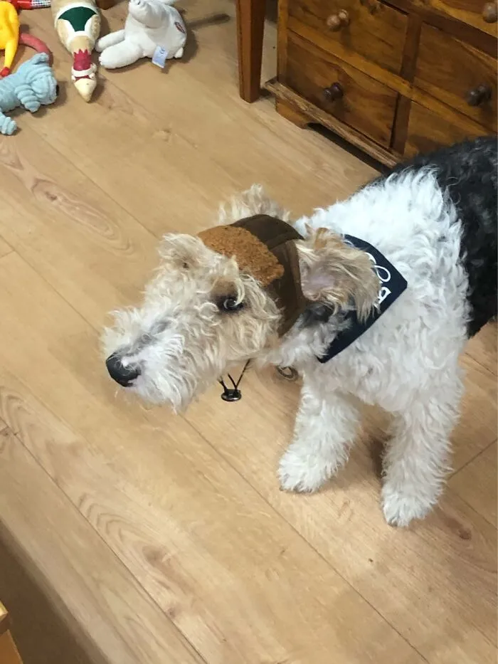 Basil Is Not Enjoying His Flying Helmet!
