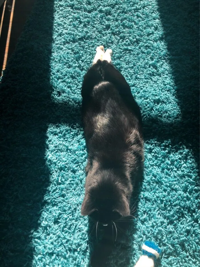 Baby Seal Or Cat?