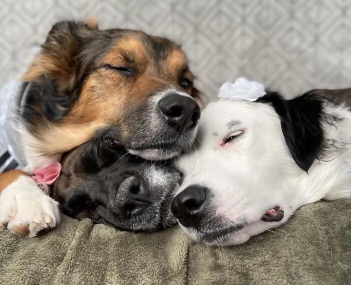 Cuddle Buddies