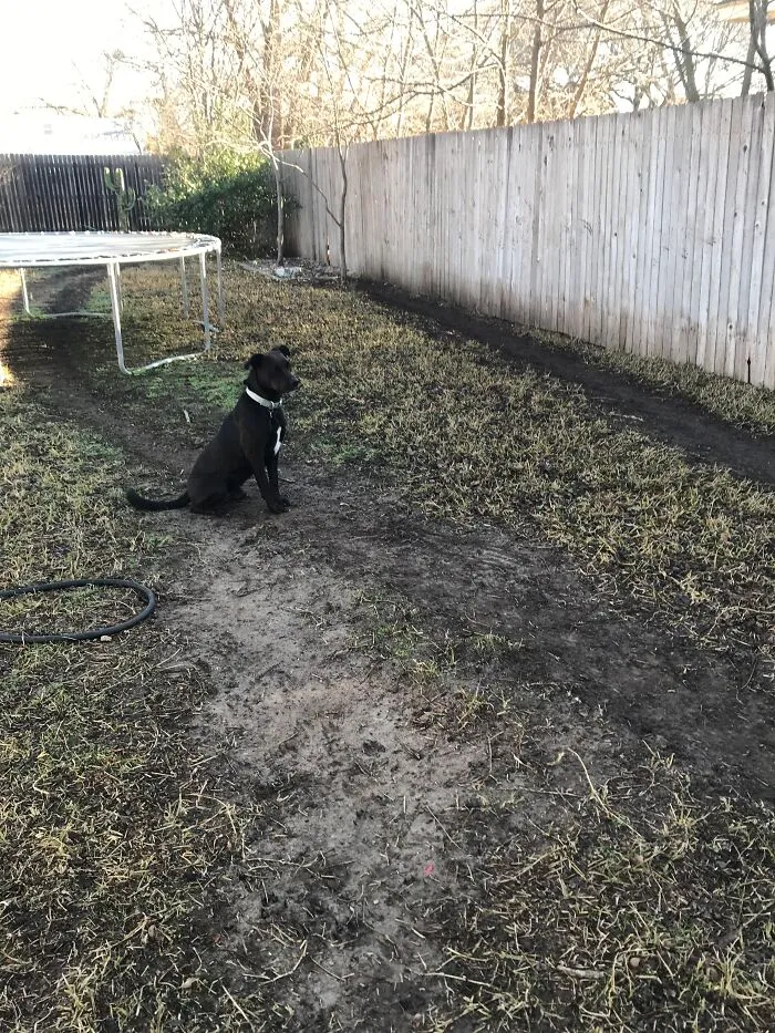 This Is Why We Can’t Have Nice Things (Odie Made The Race Track That He Runs Around Everyday, All Day)