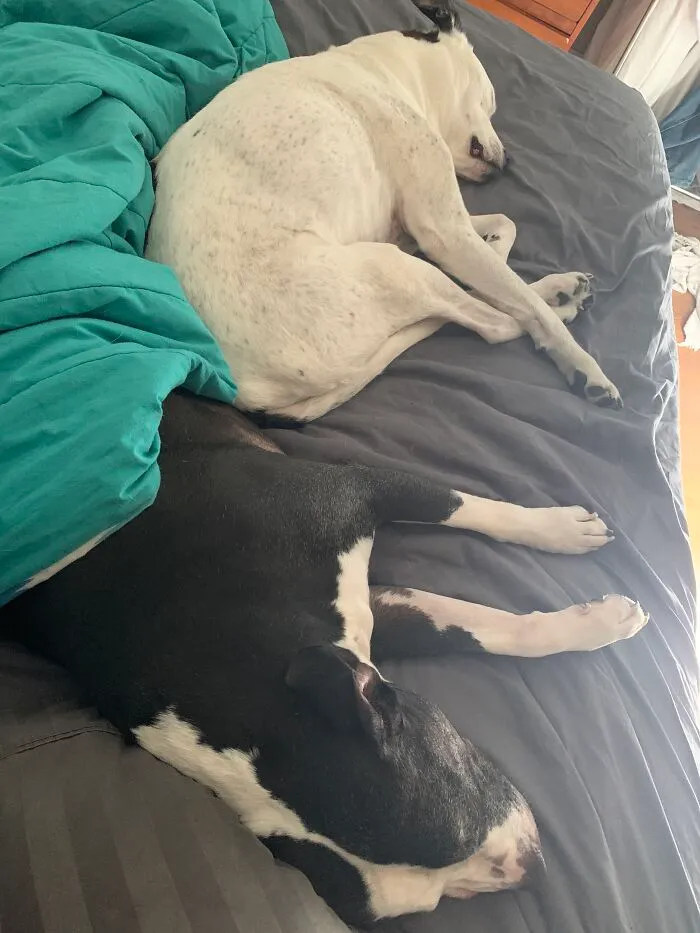 Lazy Snow Day