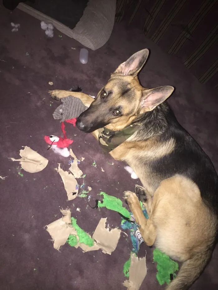 Toys Are Dying One By One 🤦‍♀️🤷‍♀️
