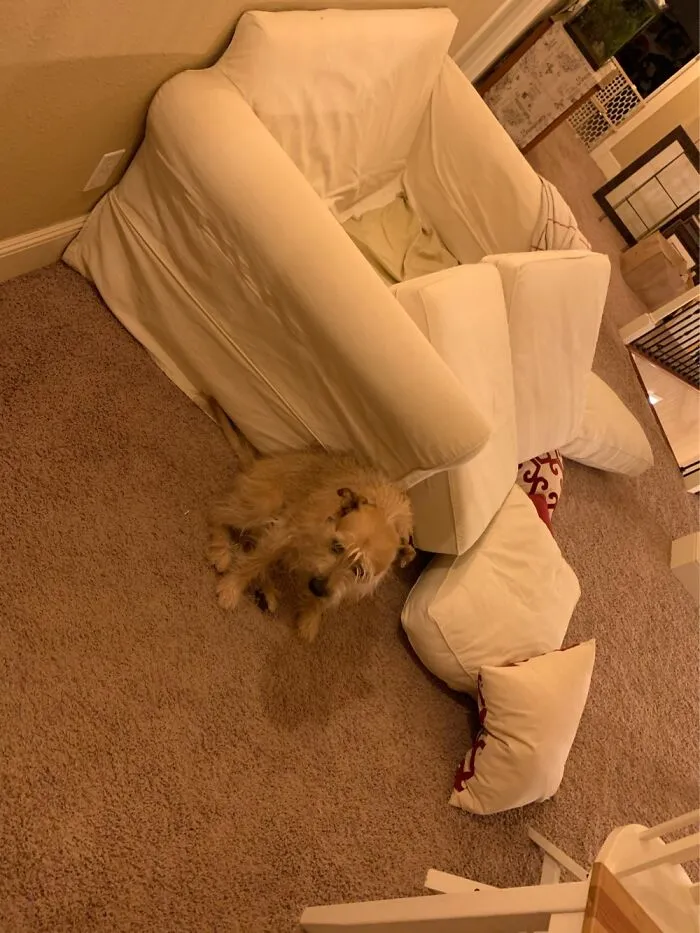 He Decided To Help Redecorate...