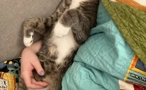Hey Pandas, Show Us What Your Pet Is Doing Right Now (Closed)