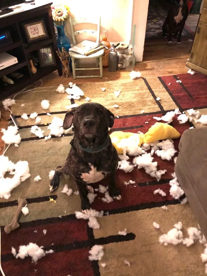 Finley (Rescue Mastiff Mix) Enjoyed This Stuffed Banana .... For About 5 Minutes