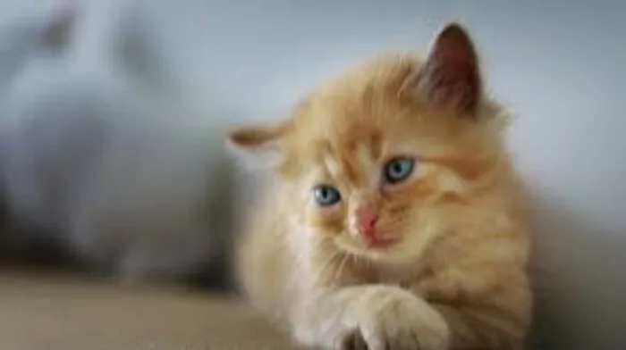 Special Blue Eyed Cat