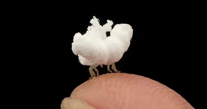 Photographer Happens Across A Bug That Looks Like A Piece Of Popcorn With Tiny Legs