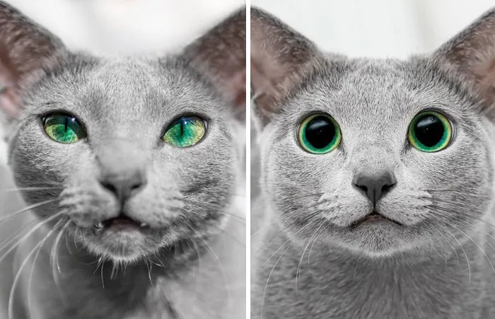 Same Cat's Eyes: Day vs. Night