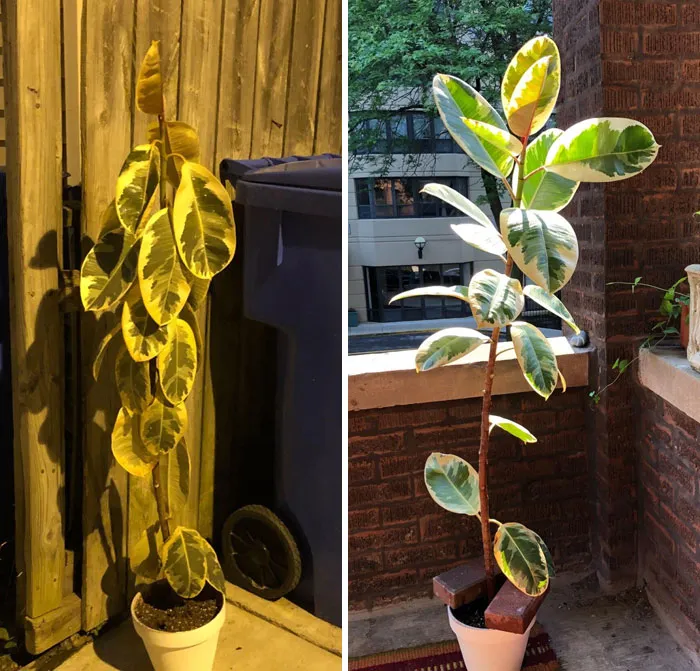 Antes y después de la "adopción" - 5 días después de encontrarla en la basura esta belleza está prosperando