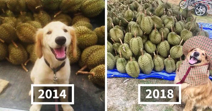Golden Retriever Named Jubjib Is A ‘Durian Harvester’ Who Has Been Adorably Posing For Family Harvest Pics Since 2014