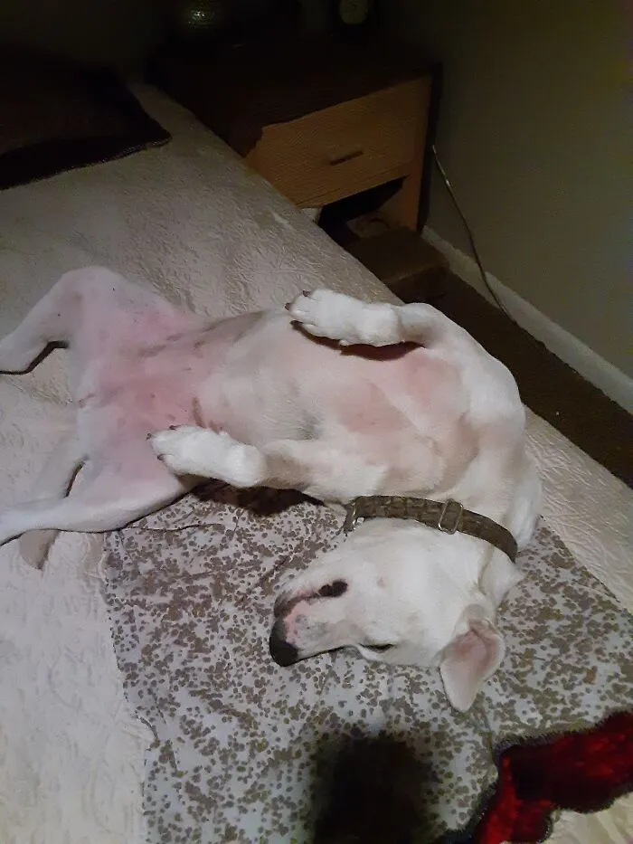 Larue After A Play Date With Her Bff. Such A Lady At All Times.