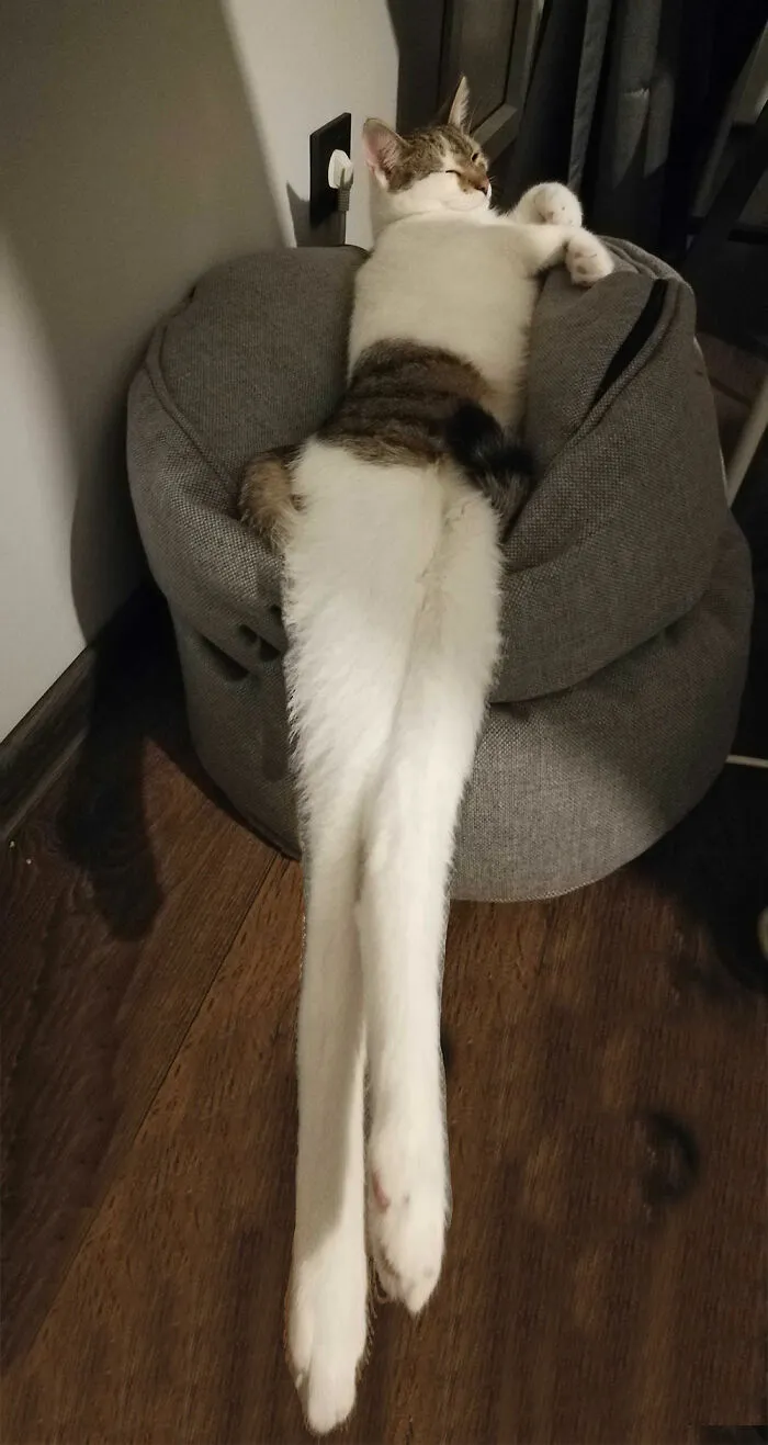The Longest
