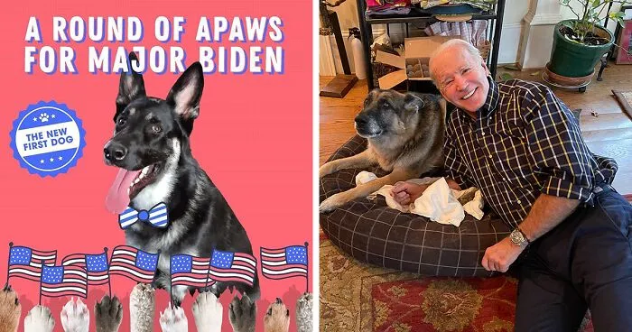 Major Biden, First Rescue Dog In The White House, Had A Virtual "Indoguration" That Attracted 10,000 Viewers