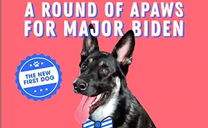 Major Biden, First Rescue Dog In The White House, Had A Virtual "Indoguration" That Attracted 10,000 Viewers