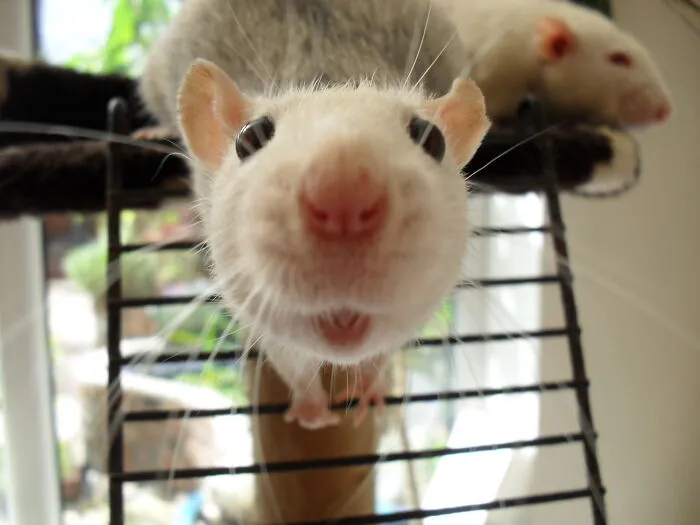 Max Saying Hello During Playtime