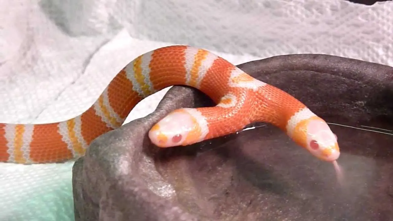 12 Multi-Gened Animals That Are The Cutest And Craziest Things Ever