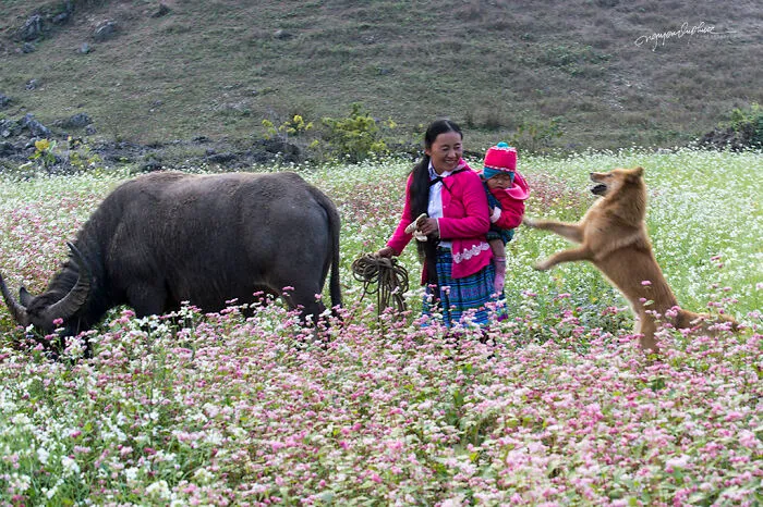 My 29 Pictures That Show The Relationship Between Buffalos And Vietnamese Farmers